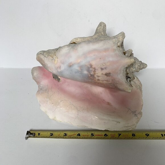 Large Conch Shell Unknown Type 9" - Picture 3 of 8